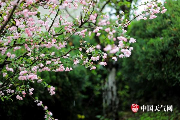 太吾绘卷武当五步梅花桩有什么特点