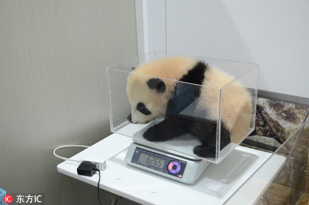 Haydee2多少钱
